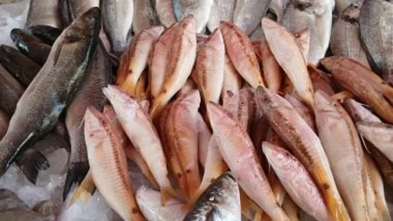 أسعار سمك البلطى في القليوبية اليوم الأربعاء 3-12-2025 تتراوح حول 13 جنيهاً